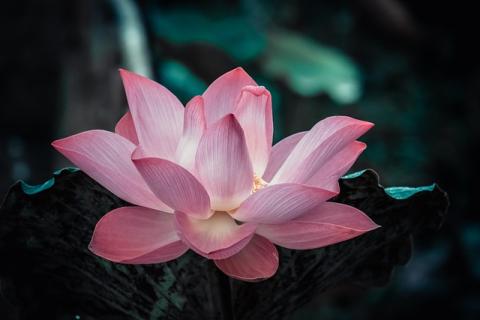 Brightly colored lotus flower in full bloom against a black background
