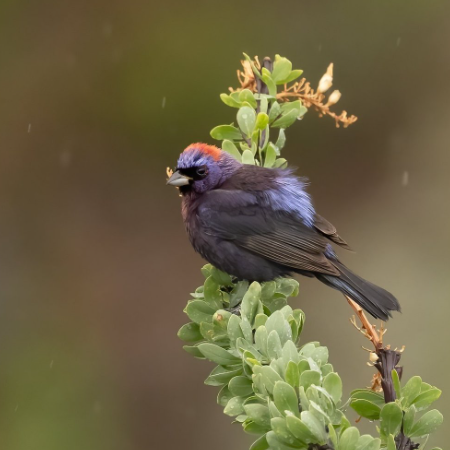 Colorful bird on a leafy branch